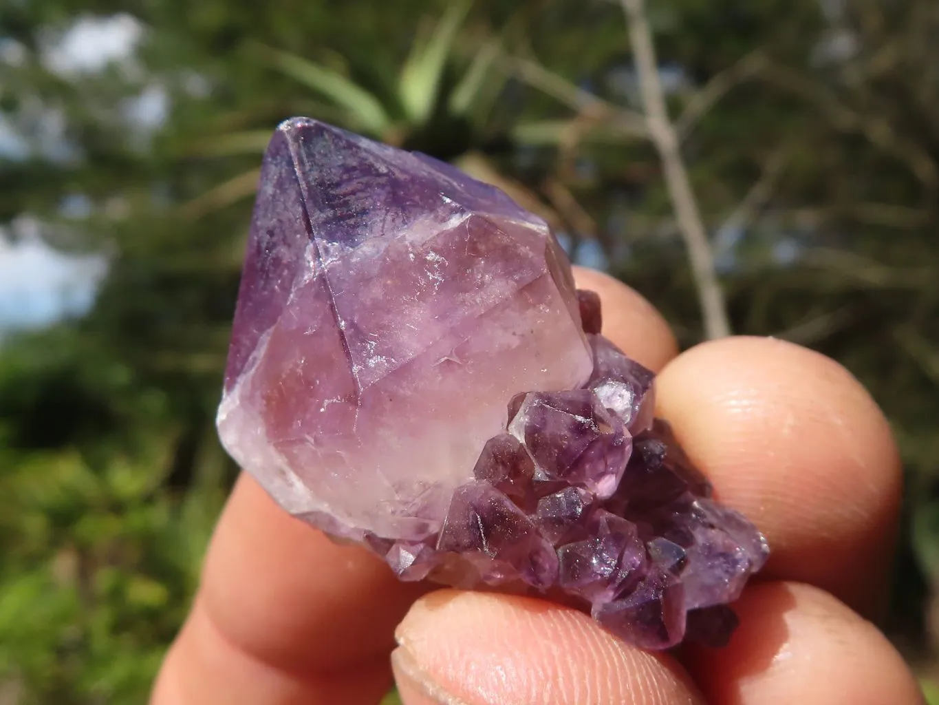 Natural Small Spirit Amethyst Crystals x 70 From Boekenhouthoek, South Africa